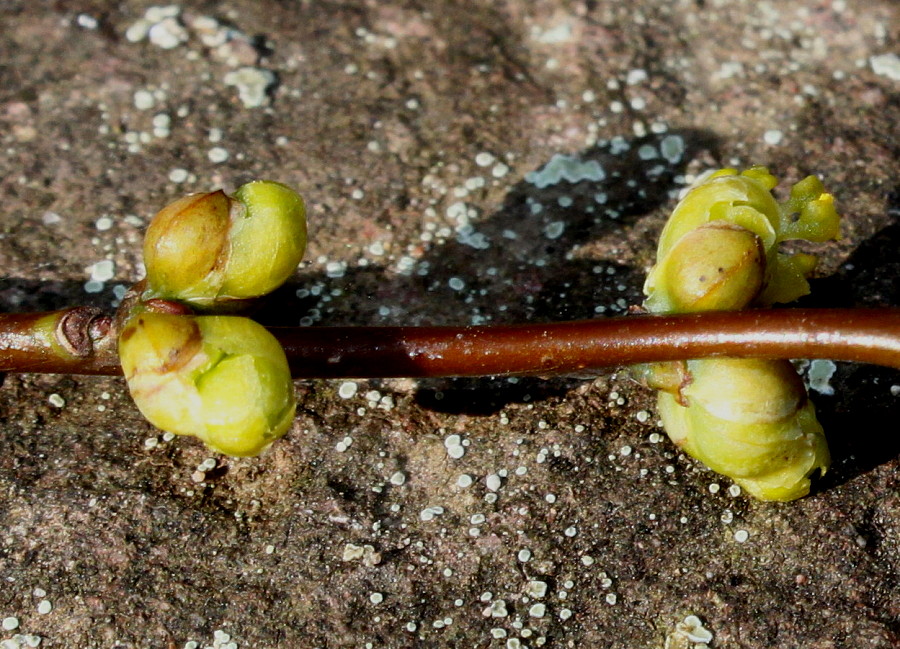 Image of Lindera benzoin specimen.