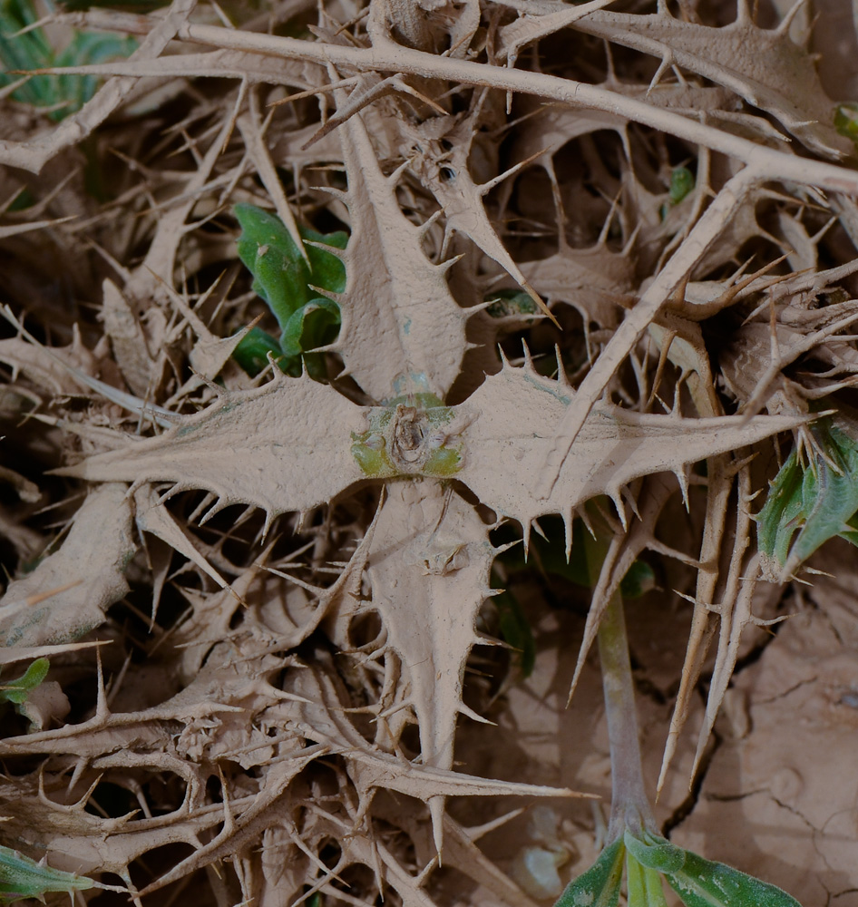 Image of Blepharis attenuata specimen.