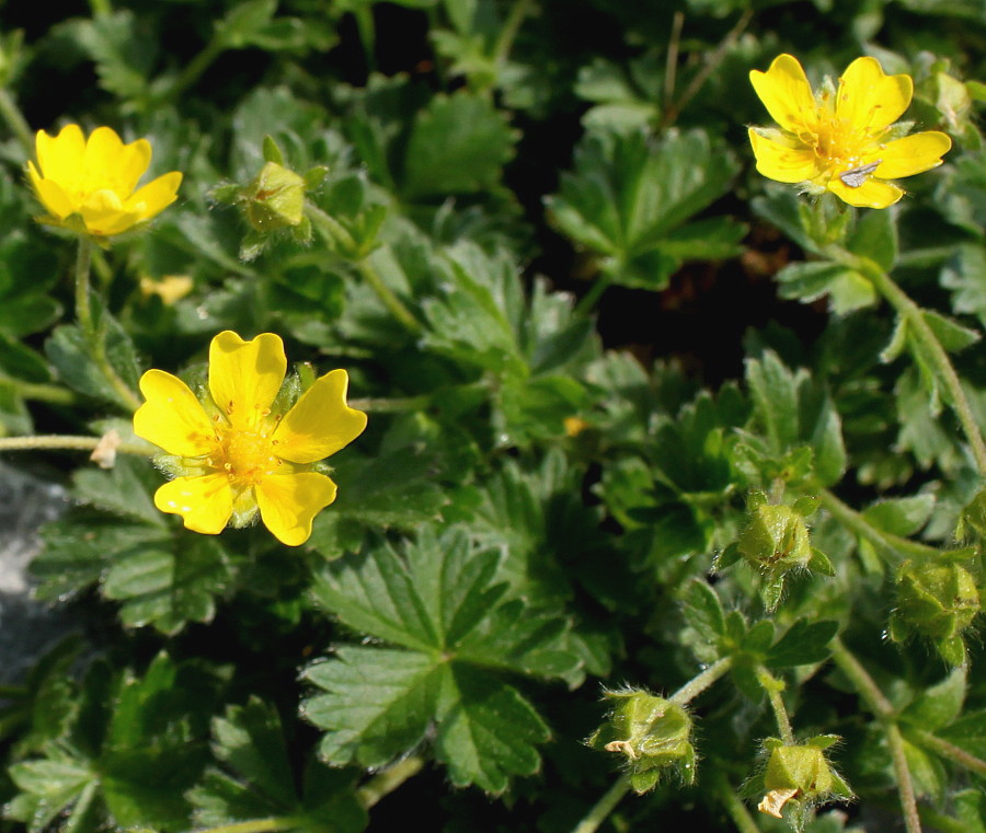 Image of genus Potentilla specimen.