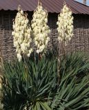 View full-size image Yucca gloriosa