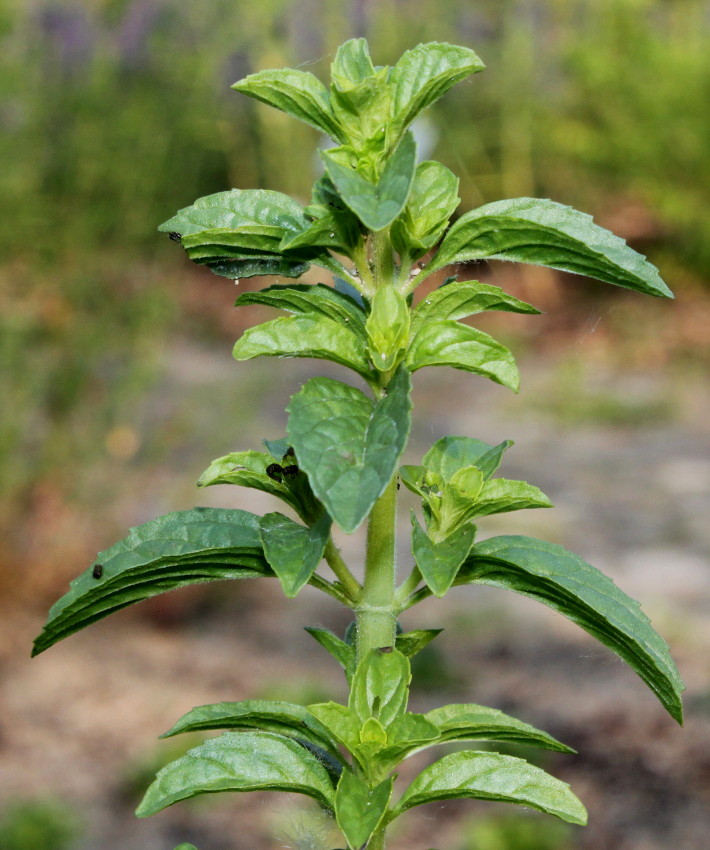 Изображение особи Mentha pulegium.