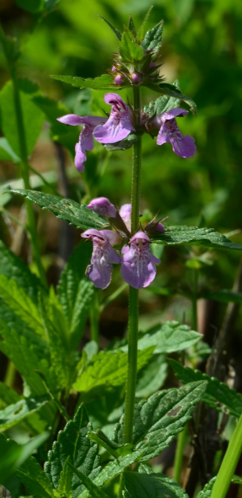 Изображение особи Stachys palustris.