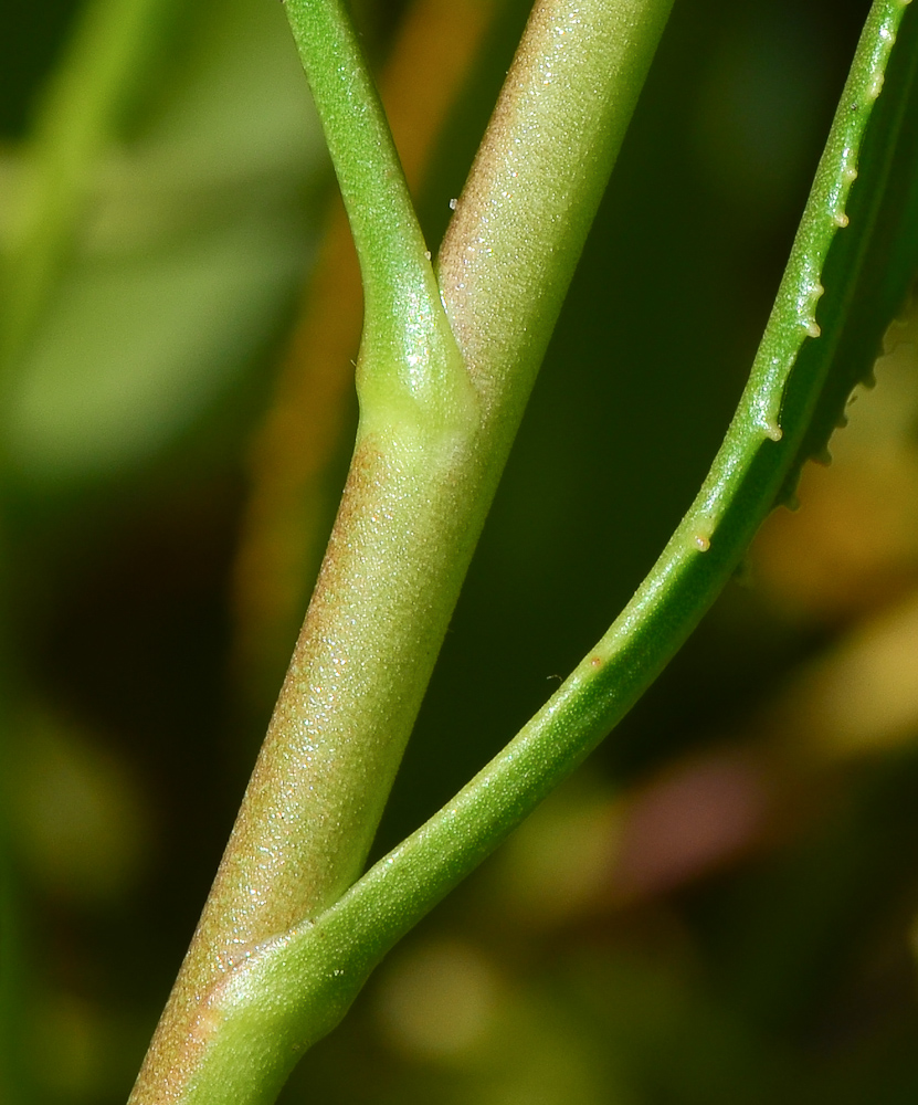 Image of Scaevola crassifolia specimen.