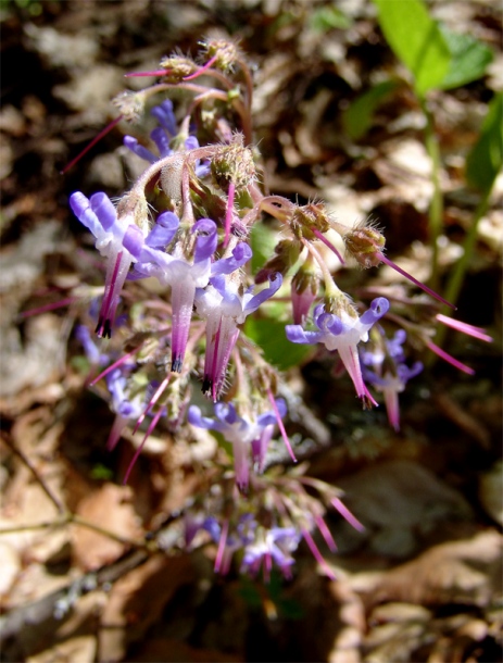 Image of Trachystemon orientalis specimen.