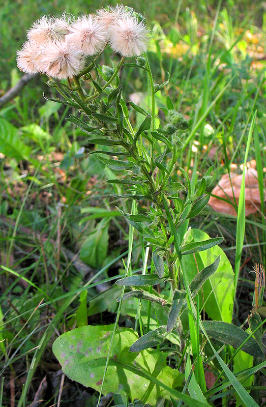 Image of Erigeron acris specimen.