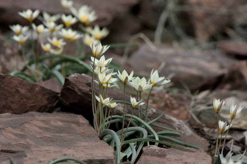 Изображение особи Tulipa bifloriformis.