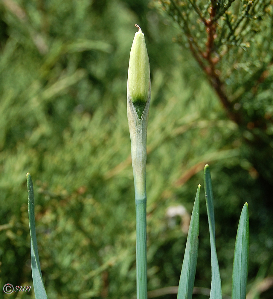 Image of Narcissus poeticus specimen.