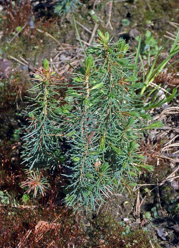 Image of Picea glauca specimen.