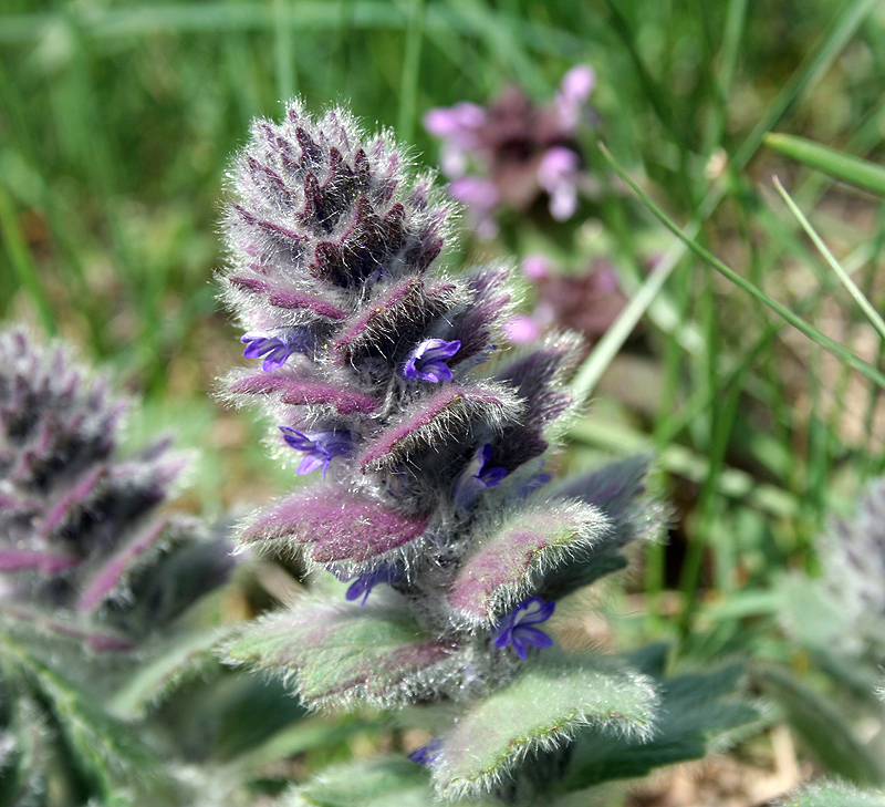 Image of Ajuga orientalis specimen.