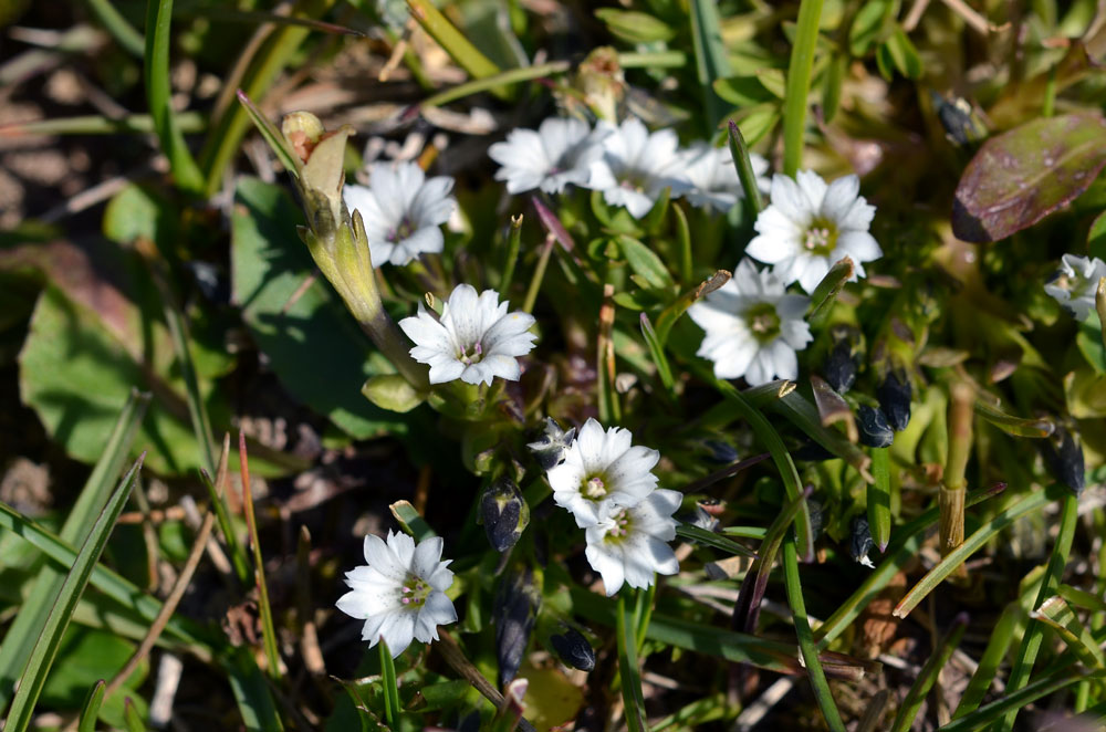 Image of Gentiana leucomelaena specimen.