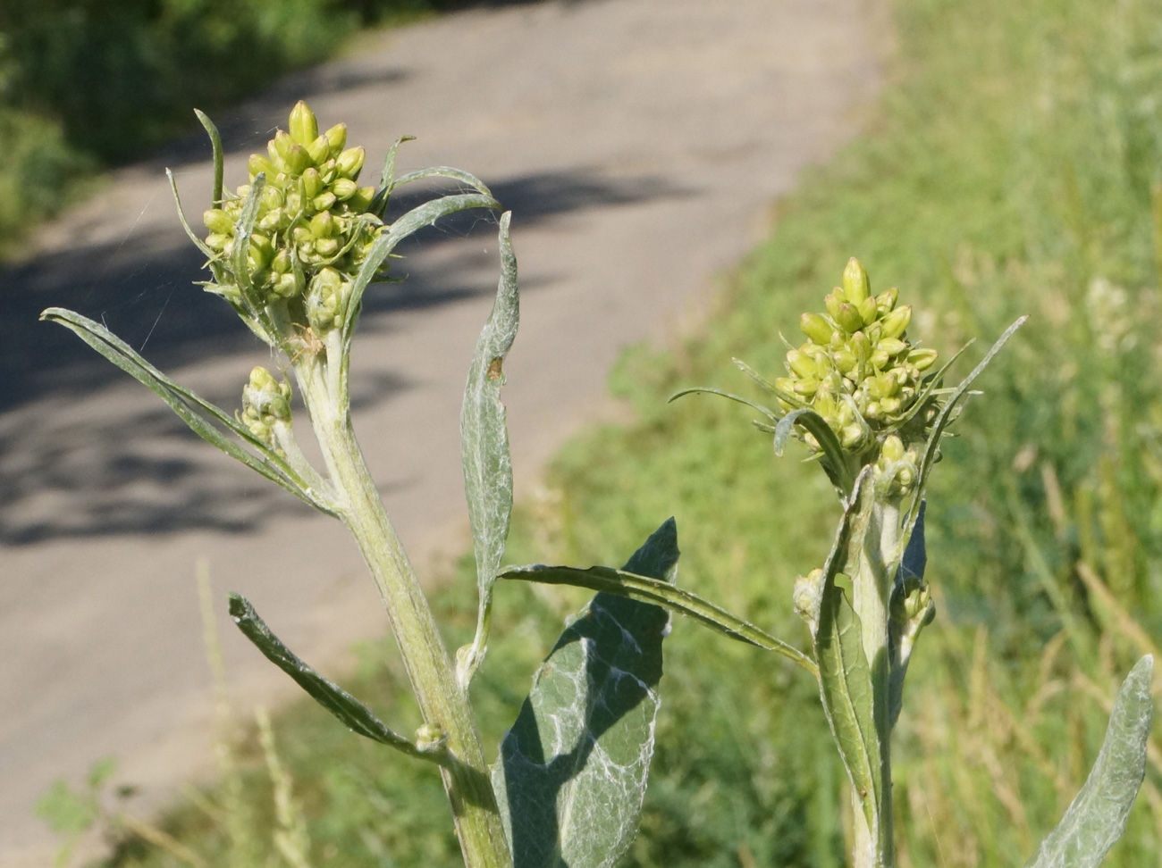 Image of Ligularia songarica specimen.