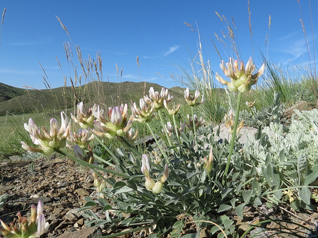 Image of Astragalus arkalycensis specimen.