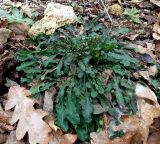 Erysimum cuspidatum