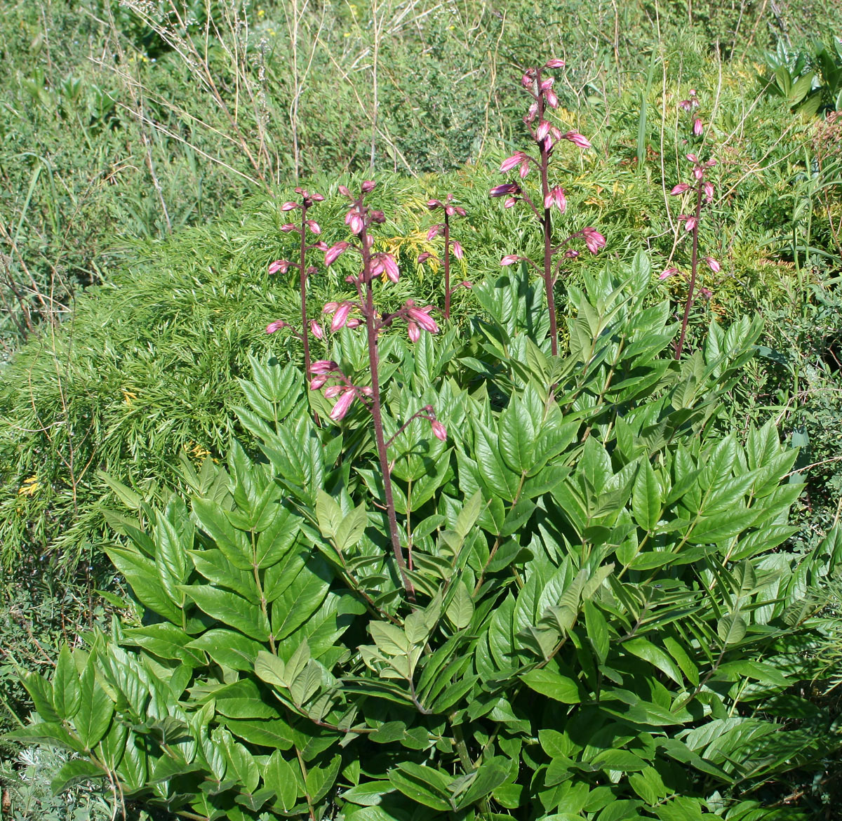 Image of Dictamnus angustifolius specimen.