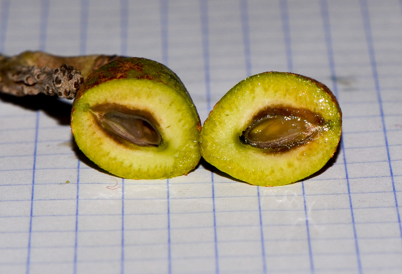 Image of Hakea chordophylla specimen.