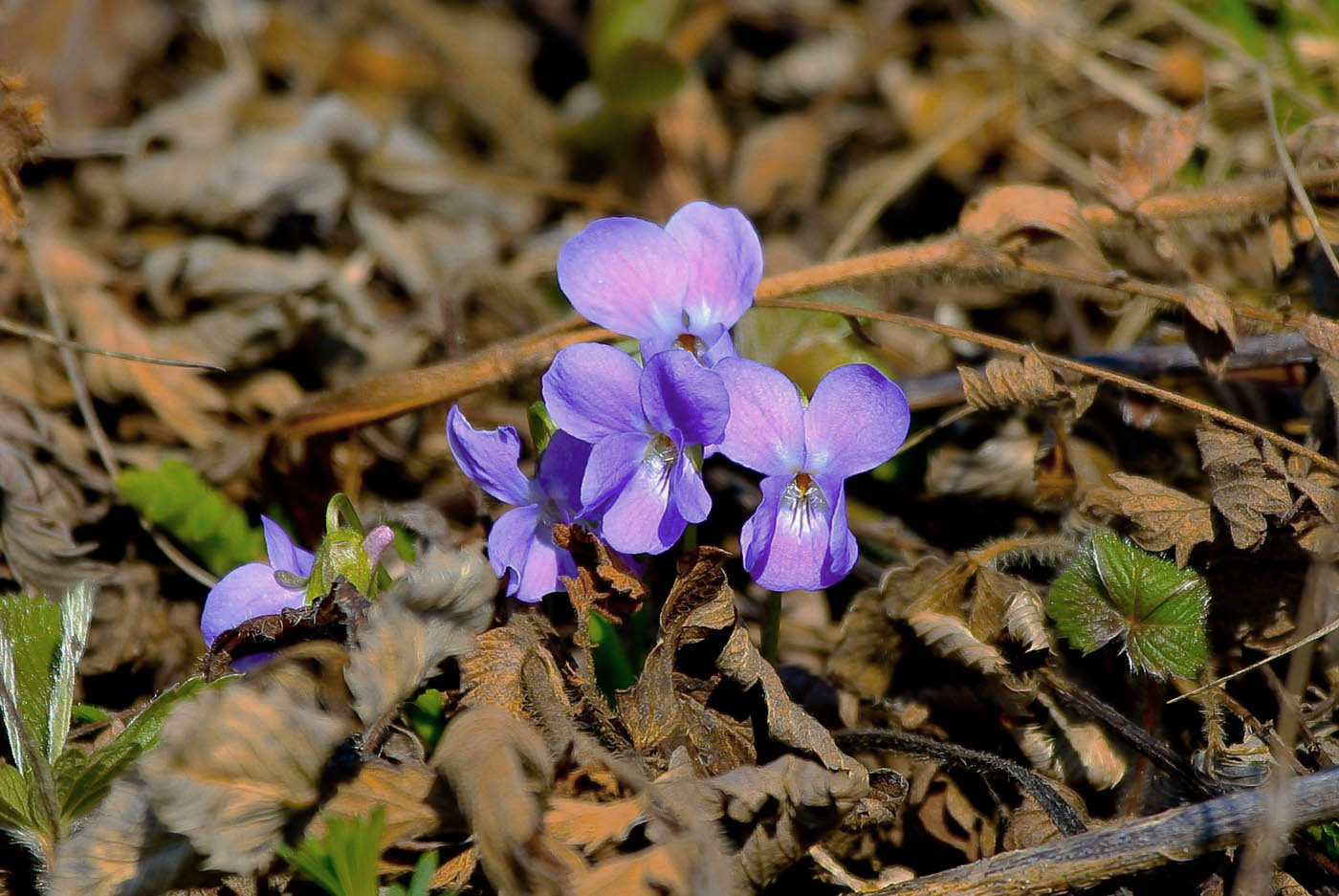 Image of genus Viola specimen.