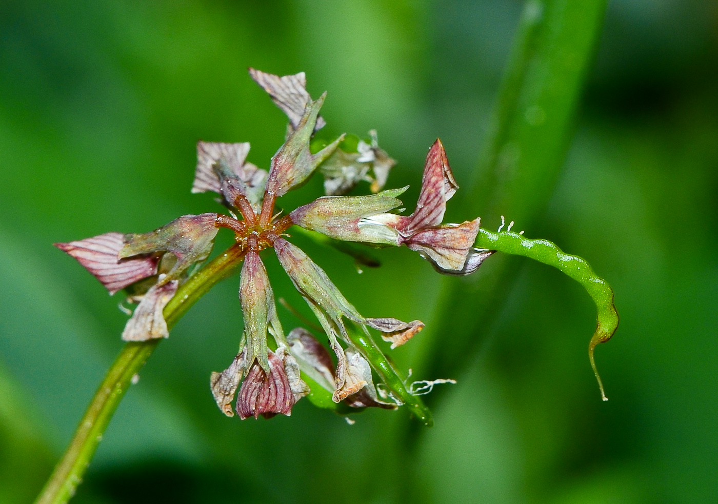 Изображение особи Hippocrepis multisiliquosa.