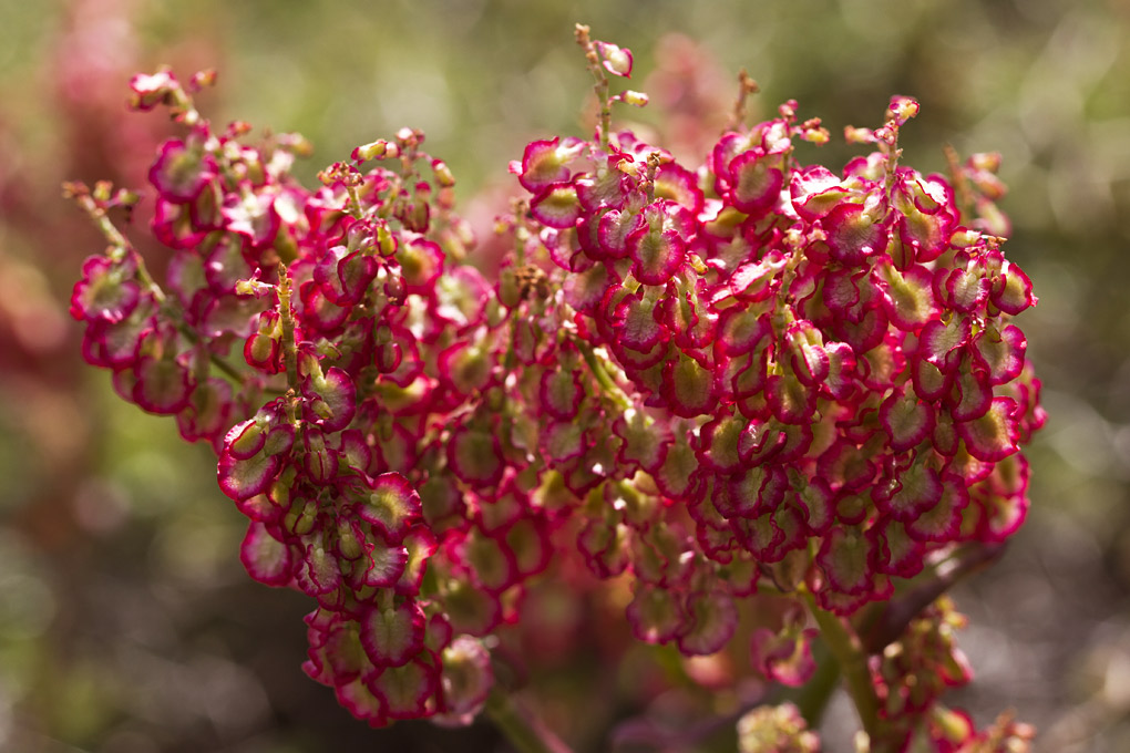 Image of Rumex tuberosus ssp. creticus specimen.