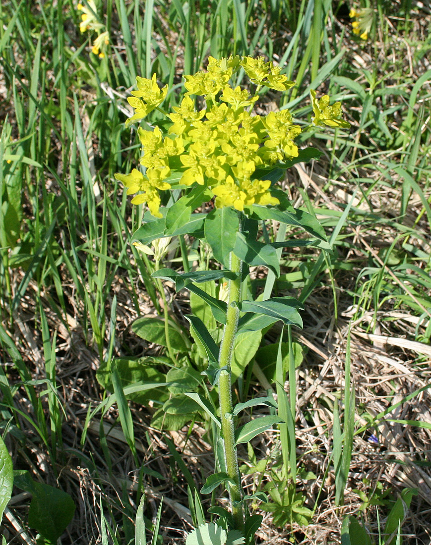 Изображение особи Euphorbia pilosa.