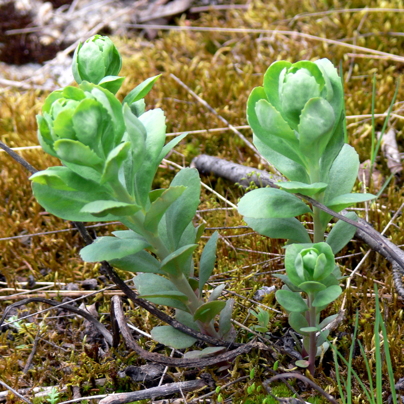 Изображение особи Hylotelephium triphyllum.