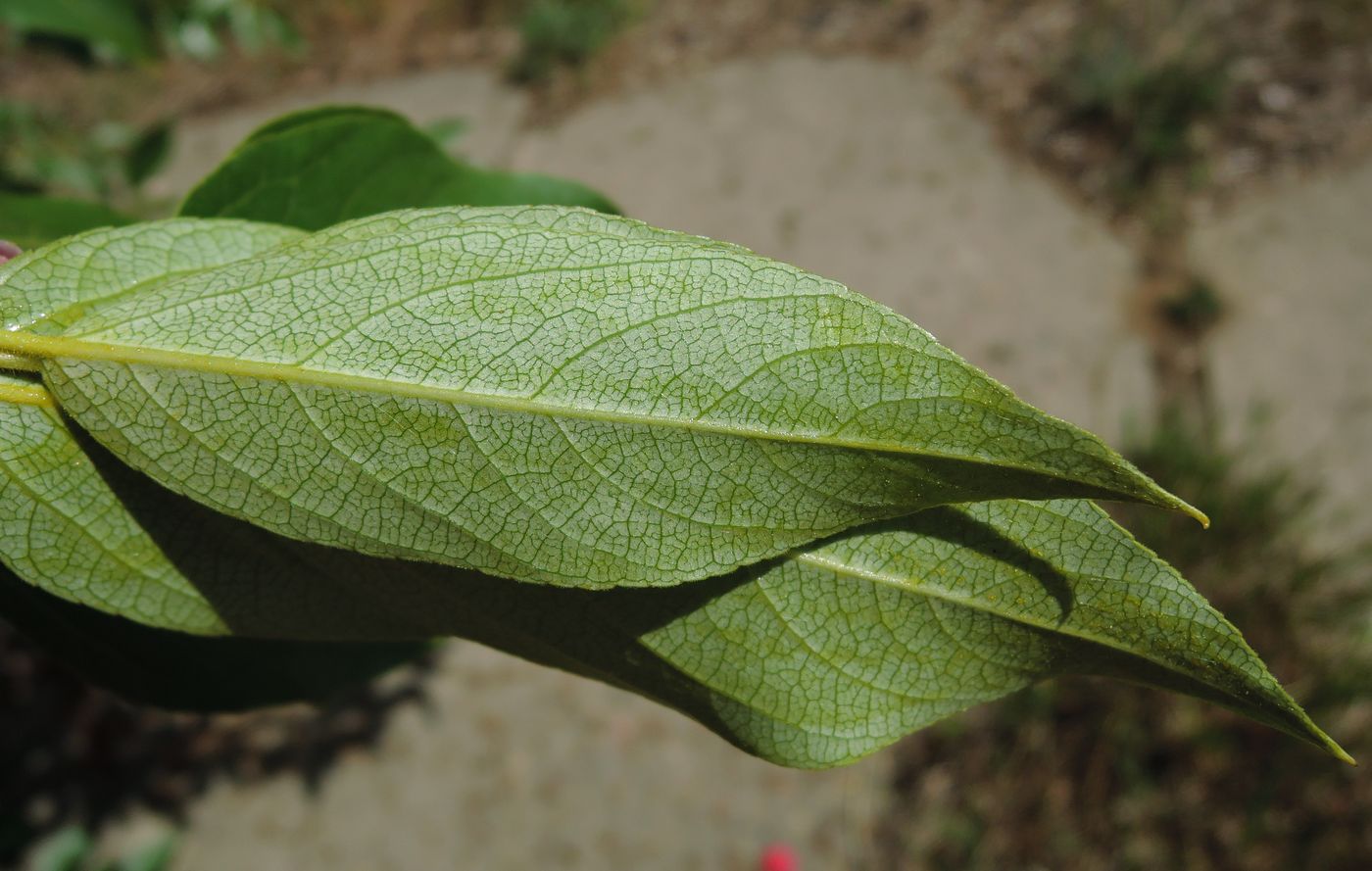 Image of Populus suaveolens specimen.