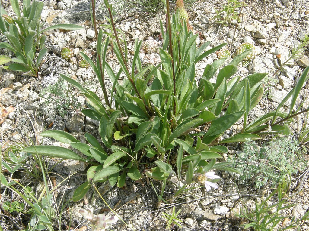 Image of Aster serpentimontanus specimen.