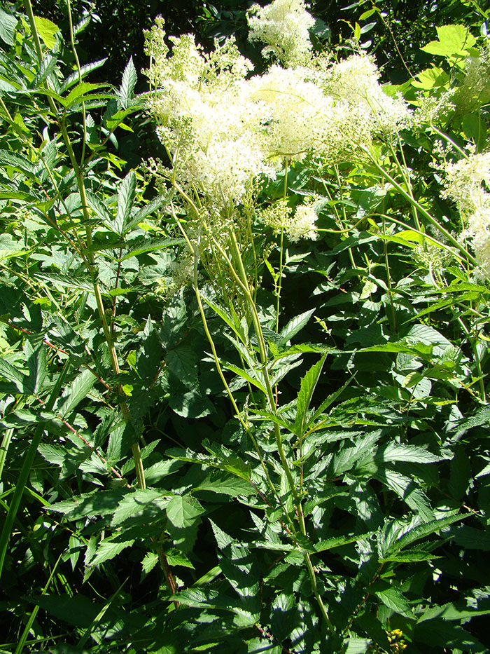 Image of Filipendula ulmaria specimen.