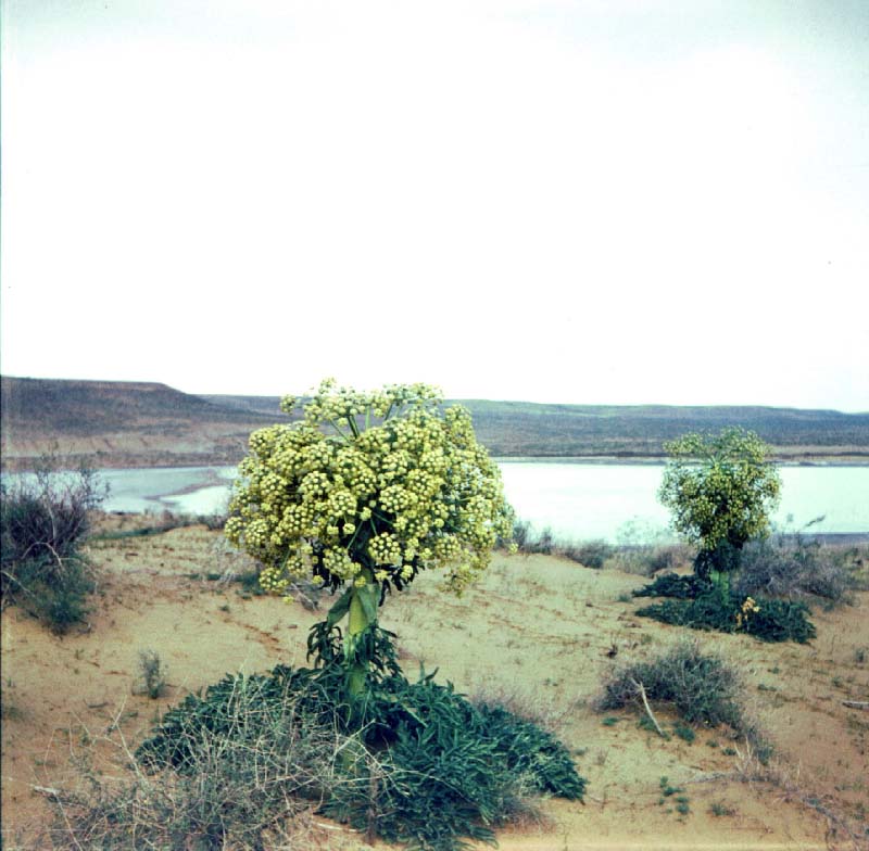 Изображение особи Ferula foetida.