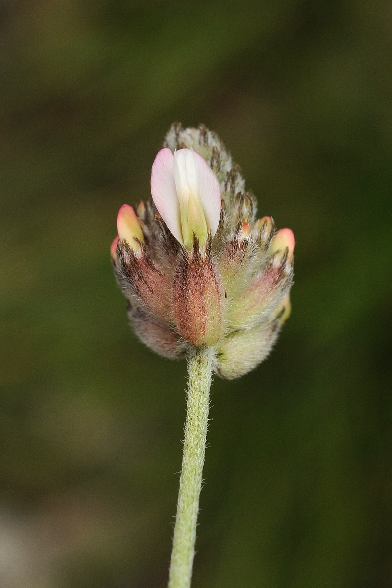 Image of Astragalus inaequalifolius specimen.