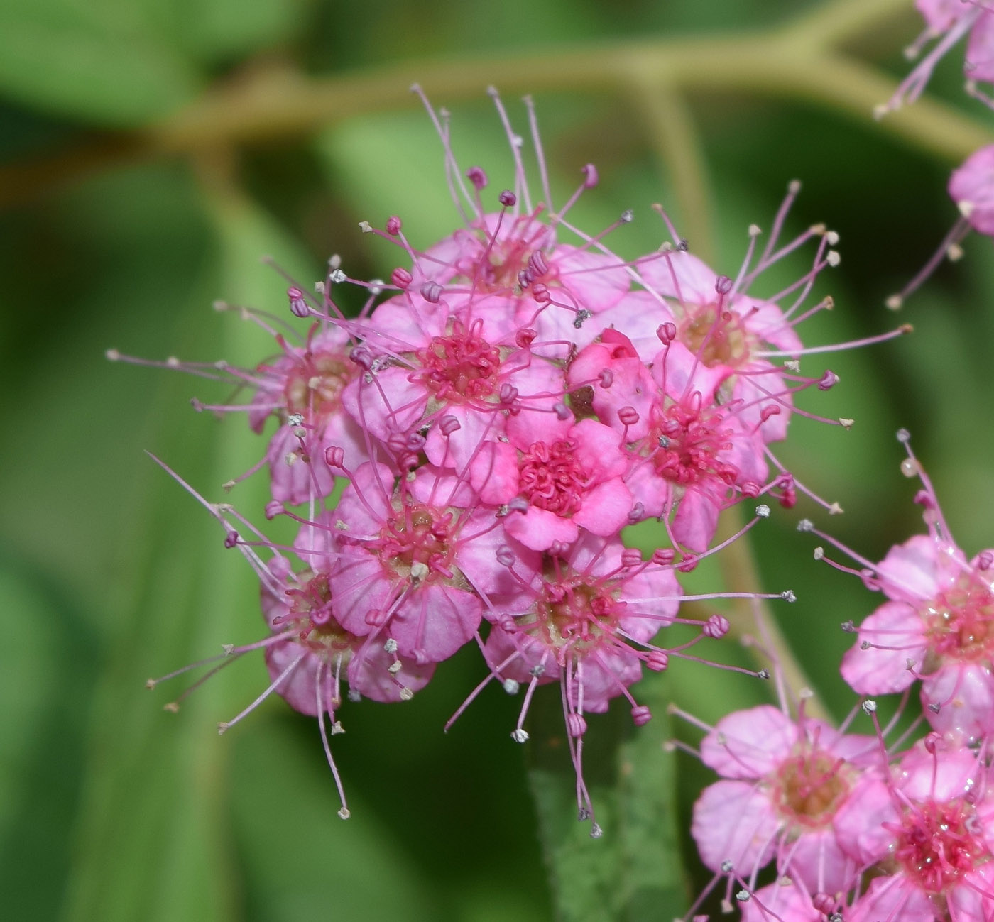 Изображение особи Spiraea japonica.