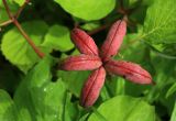 Paeonia obovata. Созревающий плод. Сахалинская обл., Томаринский р-н, окр. г. Томари, опушка леса в верхней части облесённого склона сопки западной экспозиции. 16.08.2016.