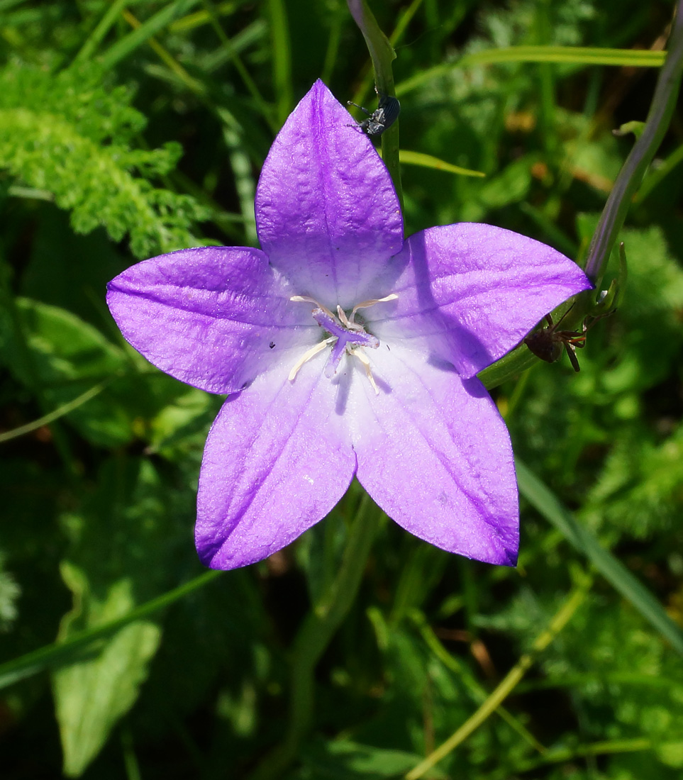 Image of Campanula altaica specimen.