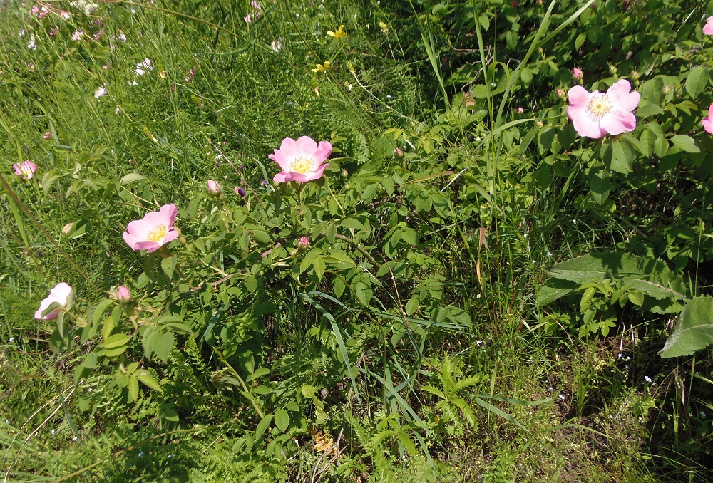 Image of genus Rosa specimen.