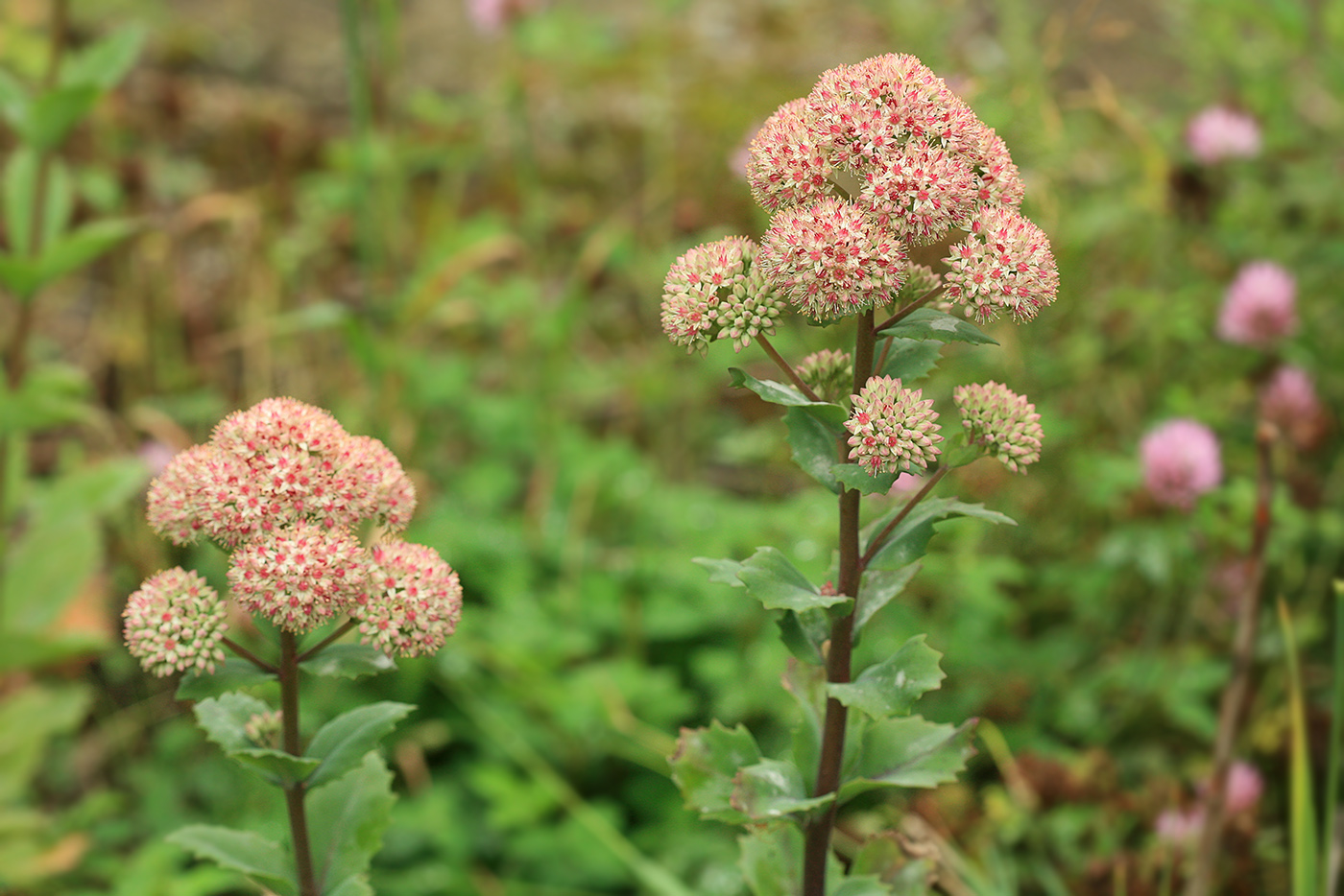 Изображение особи Hylotelephium erythrostictum.