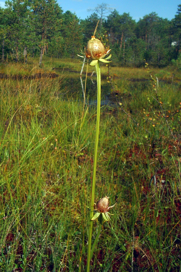 Image of Parnassia palustris specimen.