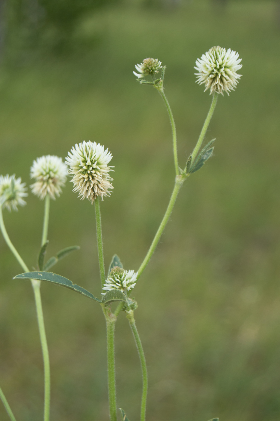 Image of Trifolium montanum specimen.