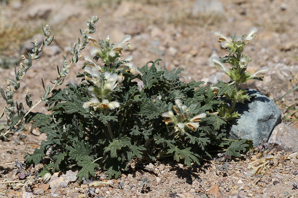 Image of Panzerina lanata specimen.