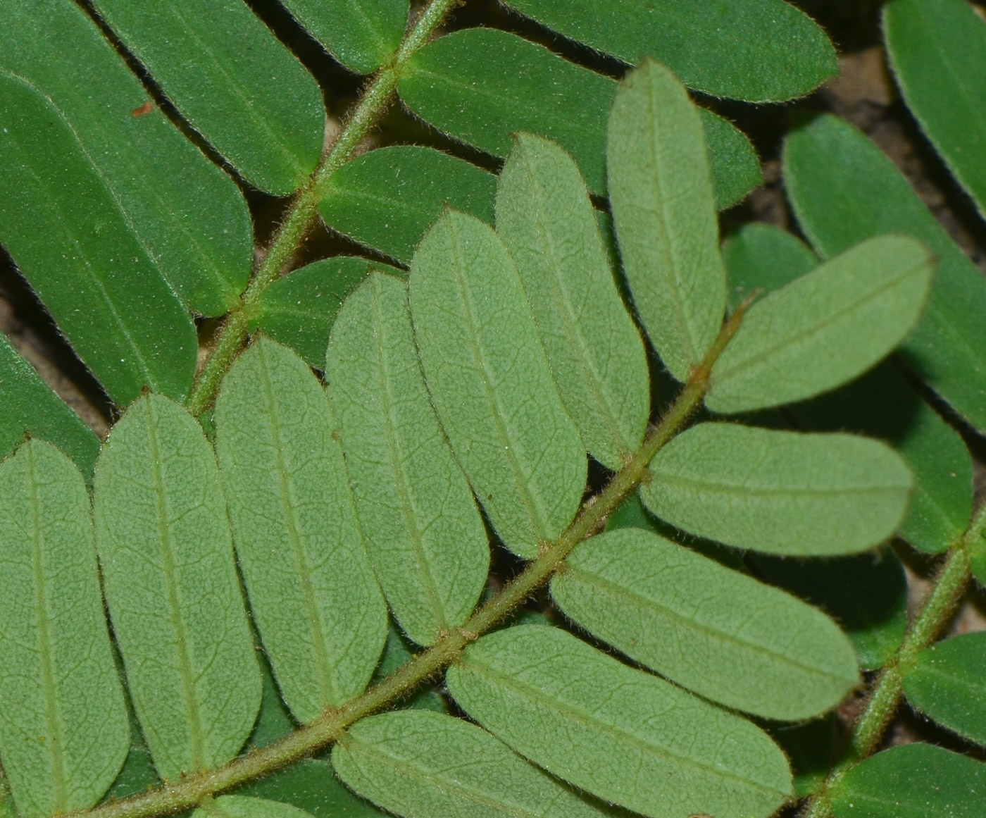 Image of Peltophorum africanum specimen.