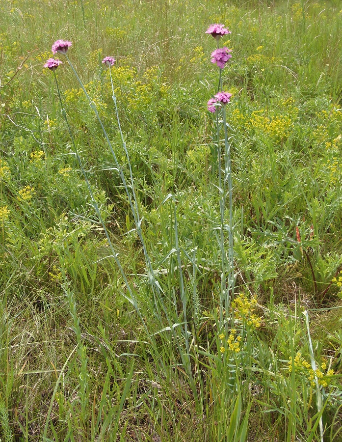 Image of Dianthus andrzejowskianus specimen.