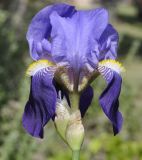 род Iris