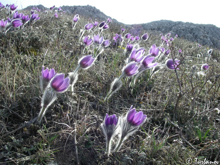 Image of Pulsatilla taurica specimen.