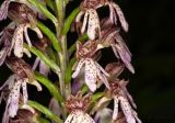Смотреть изображение Orchis purpurea
