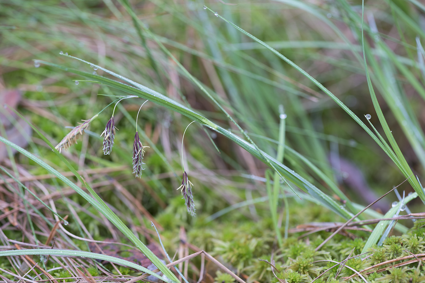 Изображение особи Carex paupercula.