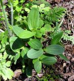 Echinocystis lobata. Проростки, возникшие из семян нескольких плодов. Украина, Черкасская обл., Каневский р-н, Региональный ландшафтный парк \"Трахтемиров\", белоакациевый лес у Днепра. 24 апреля 2010 г.