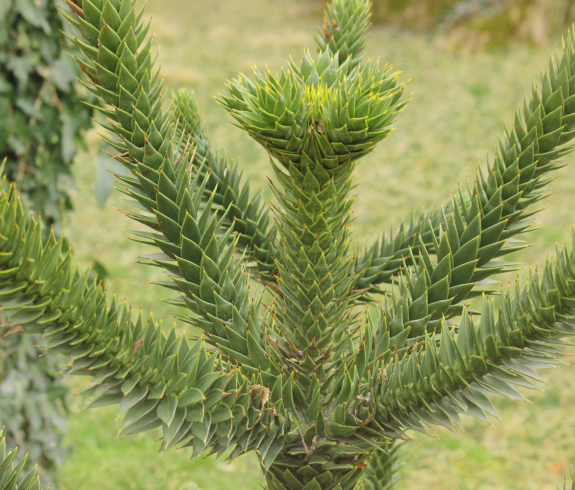 Изображение особи Araucaria araucana.