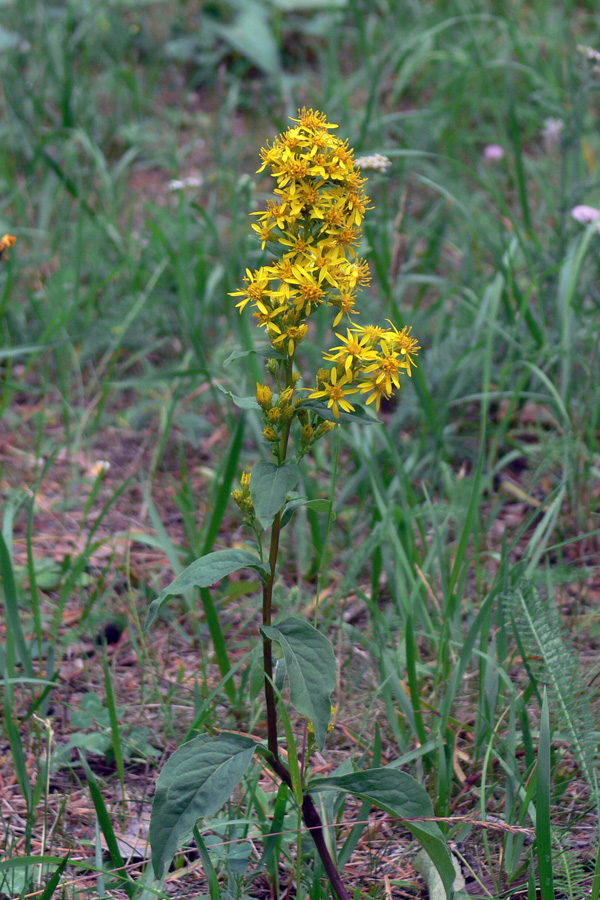 Изображение особи Solidago virgaurea.