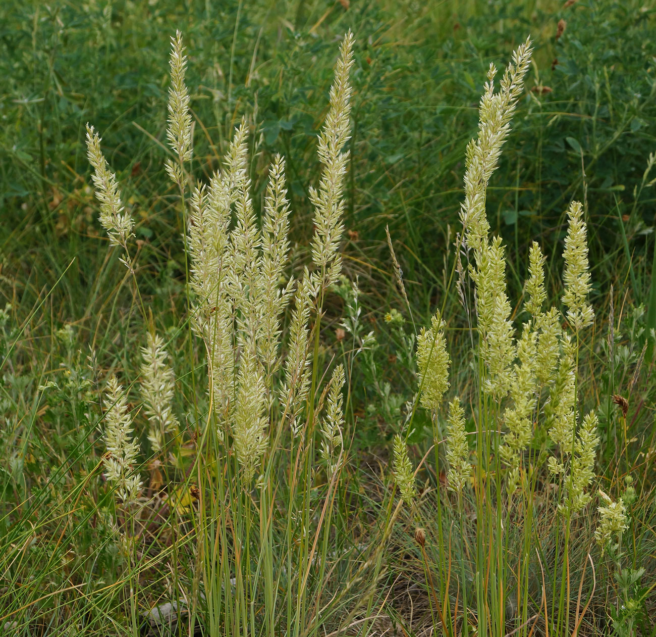 Image of genus Koeleria specimen.