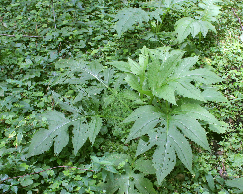 Изображение особи Cirsium oleraceum.