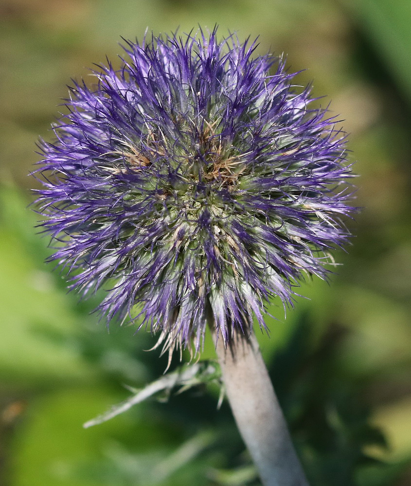 Image of Echinops ruthenicus specimen.