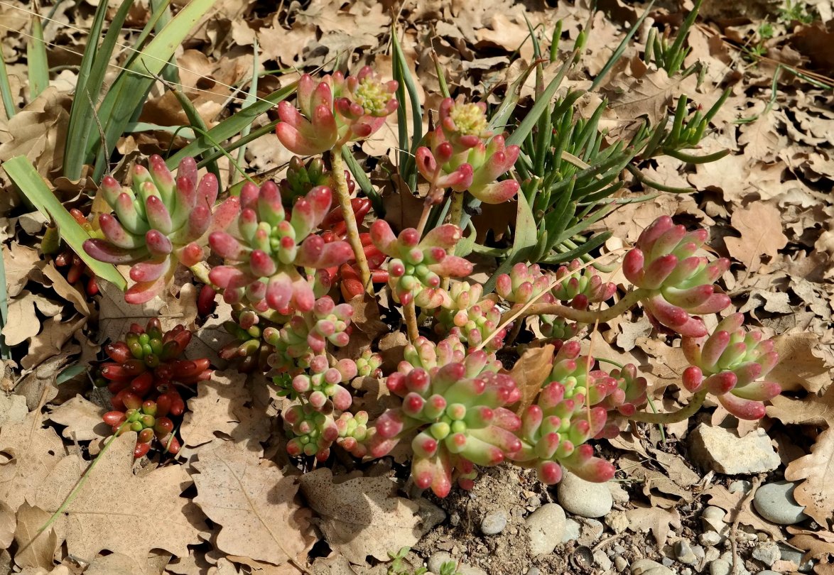 Image of Sedum rubrotinctum specimen.